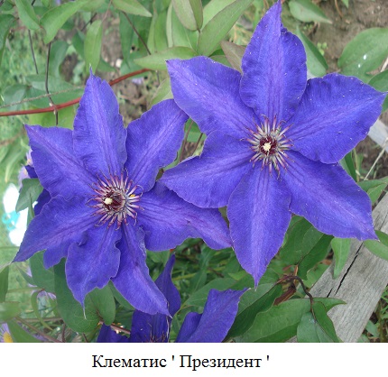фото Клематис ' Президент ' 